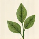 Icona Naturalezza